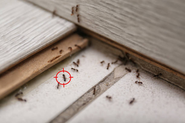 Best Pest Removal Services  in Mantua, VA