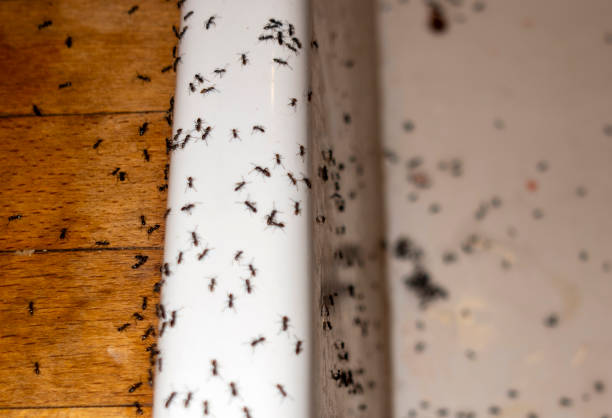 Best Mosquito Control Services  in Mantua, VA